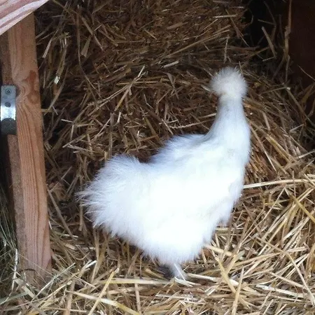 Domaine En Castanet Bed & Breakfast Caraman