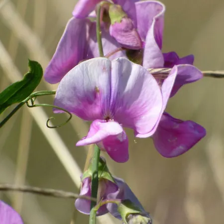 Bed & Breakfast Domaine En Castanet