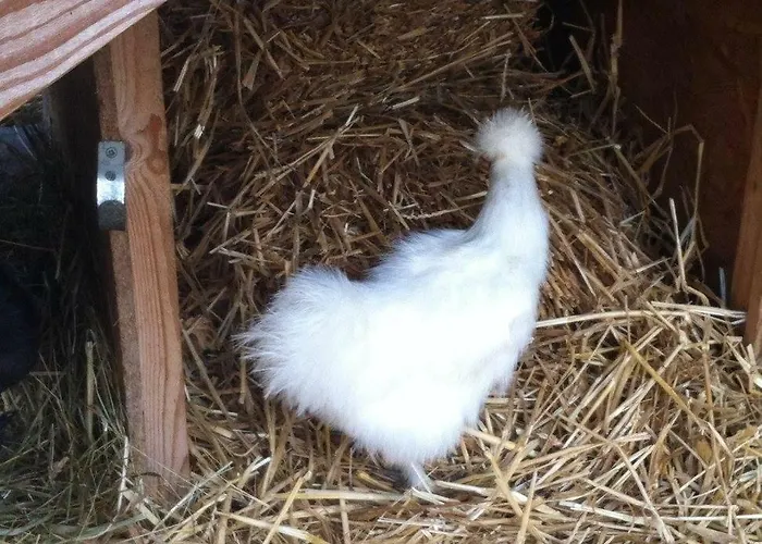 Domaine En Castanet Oda ve Kahvaltı Caraman