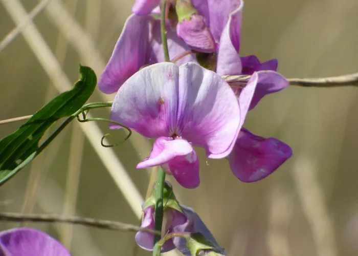 Oda ve Kahvaltı Domaine En Castanet